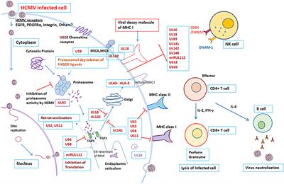 Subversion of Immune Response by Human Cytomegalovirus